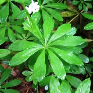 Photographie n°2095559 du taxon Galium odoratum (L.) Scop. [1771]