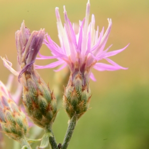 Photographie n°2095574 du taxon Centaurea paniculata L. [1753]