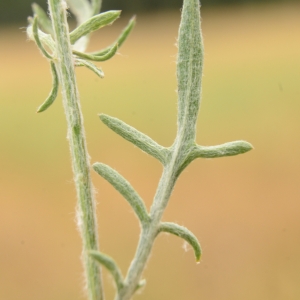 Photographie n°2095575 du taxon Centaurea paniculata L. [1753]