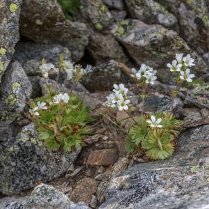 Photographie n°2095629 du taxon Saxifraga pedemontana All. [1785]