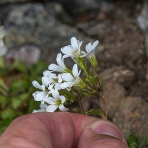 Photographie n°2095631 du taxon Saxifraga pedemontana All. [1785]