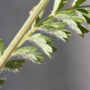  - Sanguisorba minor Scop.