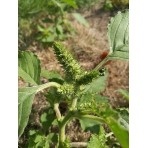 Amaranthus spinosus L. (Amarante épineuse)