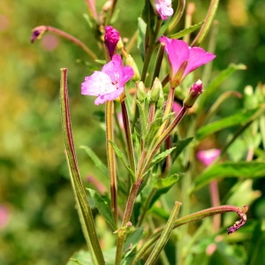 Photographie n°2095663 du taxon Epilobium hirsutum L. [1753]