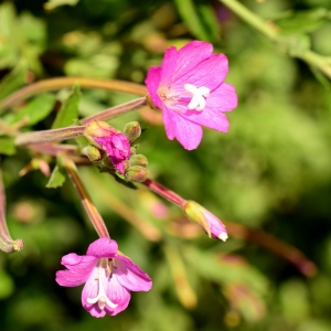 Photographie n°2095664 du taxon Epilobium hirsutum L. [1753]