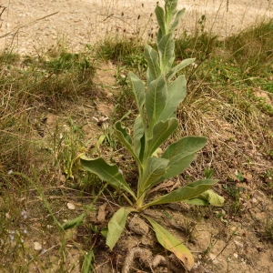 Photographie n°2095667 du taxon Verbascum thapsus L. [1753]