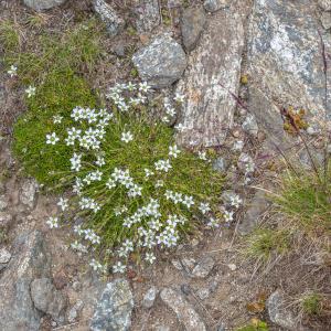 Photographie n°2095800 du taxon Minuartia recurva (All.) Schinz & Thell. [1907]