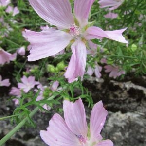 Photographie n°2095803 du taxon Malva moschata L. [1753]