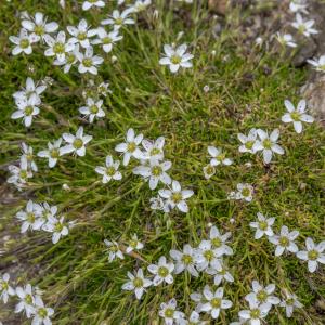 Photographie n°2095806 du taxon Minuartia recurva (All.) Schinz & Thell. [1907]