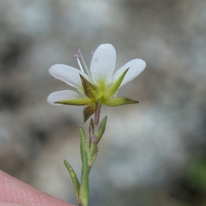 Photographie n°2095807 du taxon Minuartia recurva (All.) Schinz & Thell. [1907]