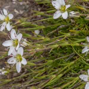 Photographie n°2095808 du taxon Minuartia recurva (All.) Schinz & Thell. [1907]