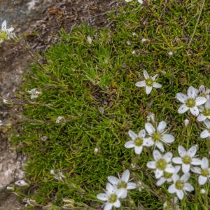 Photographie n°2095810 du taxon Minuartia recurva (All.) Schinz & Thell. [1907]