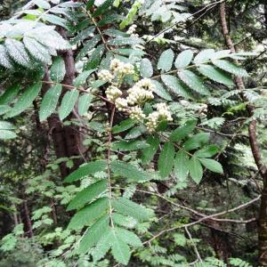 Photographie n°2095830 du taxon Sorbus aucuparia subsp. aucuparia 