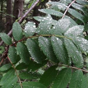 Photographie n°2095831 du taxon Sorbus aucuparia subsp. aucuparia 