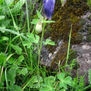 Photographie n°2095861 du taxon Aquilegia vulgaris L. [1753]