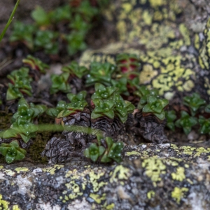 Photographie n°2095862 du taxon Saxifraga retusa Gouan [1773]