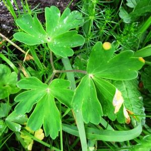 Photographie n°2095864 du taxon Aquilegia vulgaris L. [1753]