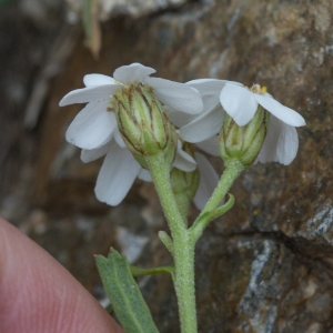  - Achillea erba-rotta All. [1773]