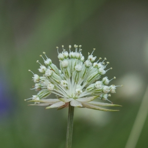  - Astrantia minor L. [1753]