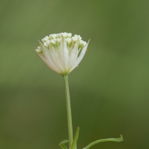  - Astrantia minor L. [1753]