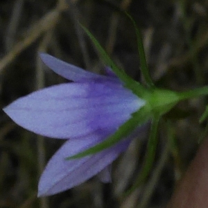 Photographie n°2095927 du taxon Campanula patula L. [1753]