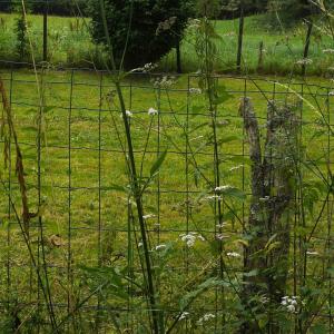 Photographie n°2095928 du taxon Valeriana officinalis f. repens (Host) B.Bock