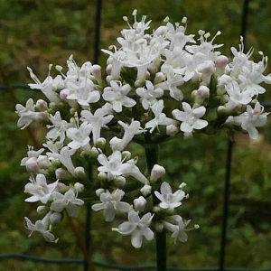 Photographie n°2095929 du taxon Valeriana officinalis f. repens (Host) B.Bock