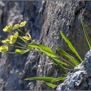 Bupleurum stellatum L. [1753] [nn11646] par Pat Desnos le 07/08/2017 - Chamonix-Mont-Blanc