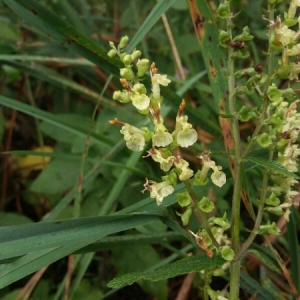 Photographie n°2095995 du taxon Teucrium scorodonia L. [1753]