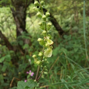 Photographie n°2095997 du taxon Teucrium scorodonia L. [1753]