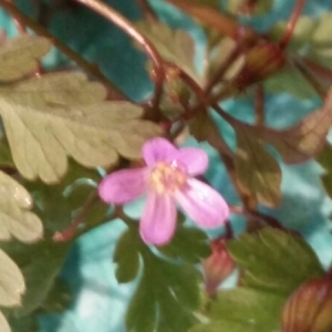 Photographie n°2095998 du taxon Geranium robertianum L. [1753]