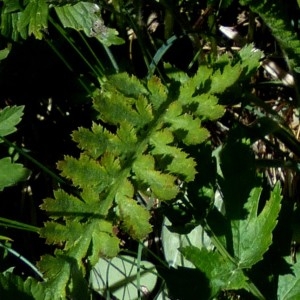  - Achillea distans Waldst. & Kit. ex Willd. [1803]