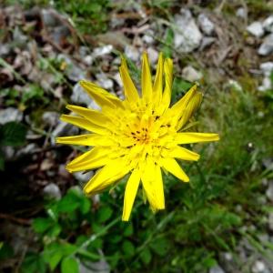 Photographie n°2096124 du taxon Tragopogon pratensis subsp. pratensis