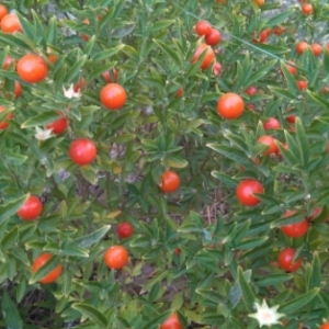 Photographie n°2096157 du taxon Solanum pseudocapsicum L. [1753]