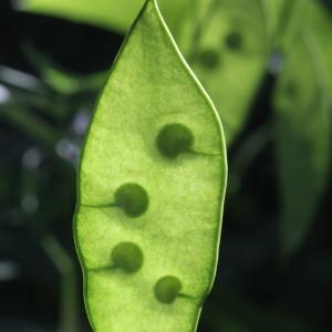 Photographie n°2096167 du taxon Lunaria rediviva L. [1753]