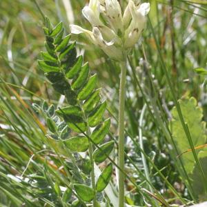 Photographie n°2096208 du taxon Oxytropis fetida (Vill.) DC. [1802]