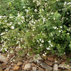 Photographie n°2096225 du taxon Galium saxatile L. [1753]