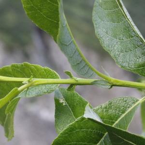 Photographie n°2096240 du taxon Salix myrsinifolia Salisb. [1796]