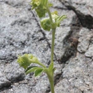 Photographie n°2096252 du taxon Alchemilla alpina L. [1753]