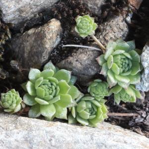 Photographie n°2096259 du taxon Sempervivum montanum L.