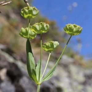 Photographie n°2096273 du taxon Bupleurum stellatum L.