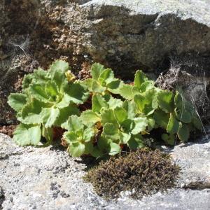 Photographie n°2096275 du taxon Primula hirsuta All. [1773]