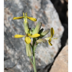 Brassica monensis (L.) Huds.