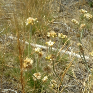 Photographie n°2096313 du taxon Laphangium luteoalbum (L.) Tzvelev [1993]