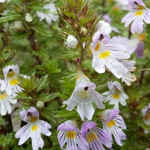 Euphrasia alpina Lam. (Euphraise des Alpes)