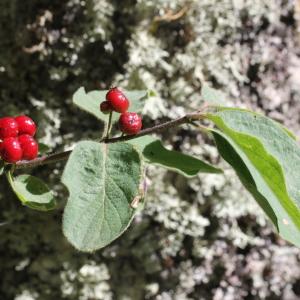 Photographie n°2096339 du taxon Lonicera xylosteum L.