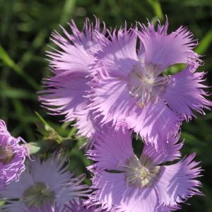 Photographie n°2096361 du taxon Dianthus monspessulanus L.