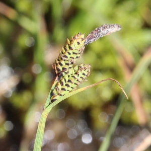 Photographie n°2096365 du taxon Carex nigra (L.) Reichard