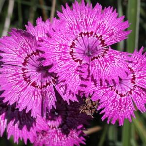 Photographie n°2096370 du taxon Dianthus sylvaticus Hoppe ex Willd.