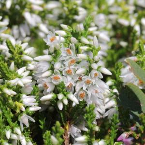 Photographie n°2096373 du taxon Calluna vulgaris var. alba (Weston) G.Don